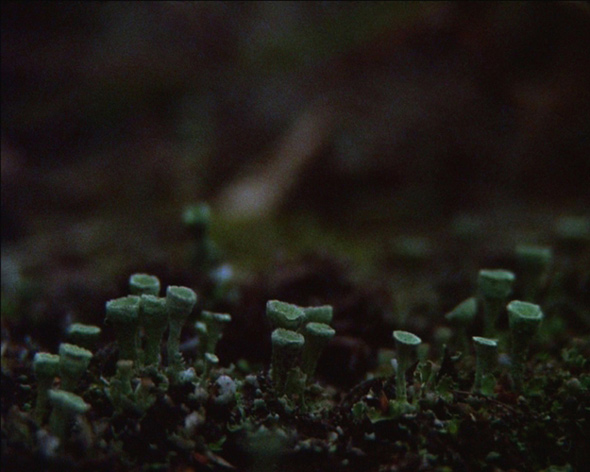 Ben Rivers, Origin of the Species 2008