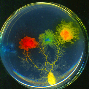 Art Laboratory Berlin