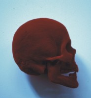 Untitled (Skull)  2000