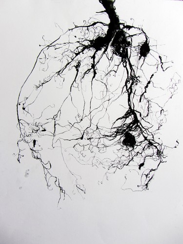 Roots (A Rose Plant from Hélène)<br class=