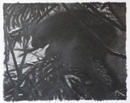 Porcupine, pencil, 18x24, 2009