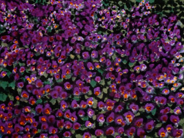 Violets, dyed velvet, 19x27, 2009