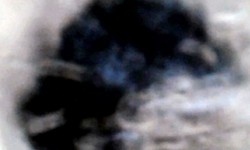 Swallow, video still