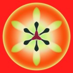 small red orange tulip, digital print, 2003